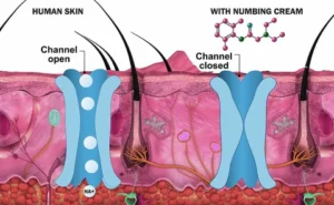 How Numbing Cream Works During a Tattoo Session